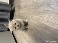Pisicuțe British shorthair 