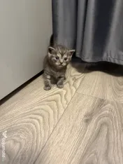 Pisicuțe British shorthair 
