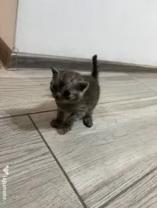 Pisicuțe British shorthair 