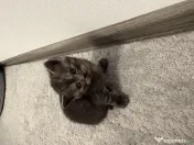 Pisicuțe British shorthair 