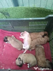 Căței Shih Tzu de vânzare 