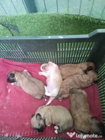 Căței Shih Tzu de vânzare
