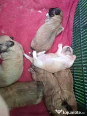 Căței Shih Tzu de vânzare 