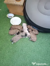 Căței Shih Tzu de vânzare 