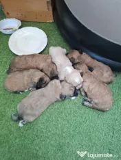 Căței Shih Tzu de vânzare 