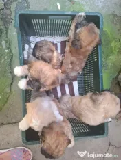 Căței Shih Tzu de vânzare 