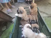 Căței Shih Tzu de vânzare 