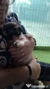 Căței Shih Tzu de vânzare 