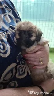 Căței Shih Tzu de vânzare 