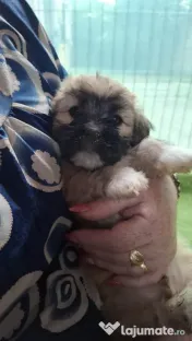 Căței Shih Tzu de vânzare 