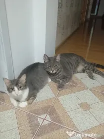 Donez spre adopție doua pisici un mascul și o femela sterilizate și vaccinate
