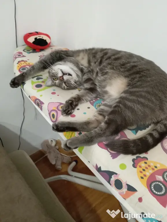 Donez spre adopție doua pisici un mascul și o femela sterilizate și vaccinate