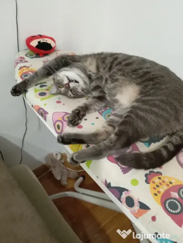 Donez spre adopție doua pisici un mascul și o femela sterilizate și vaccinate
