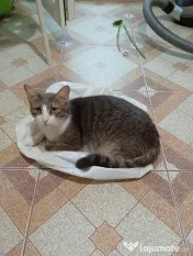 Donez spre adopție doua pisici un mascul și o femela sterilizate și vaccinate