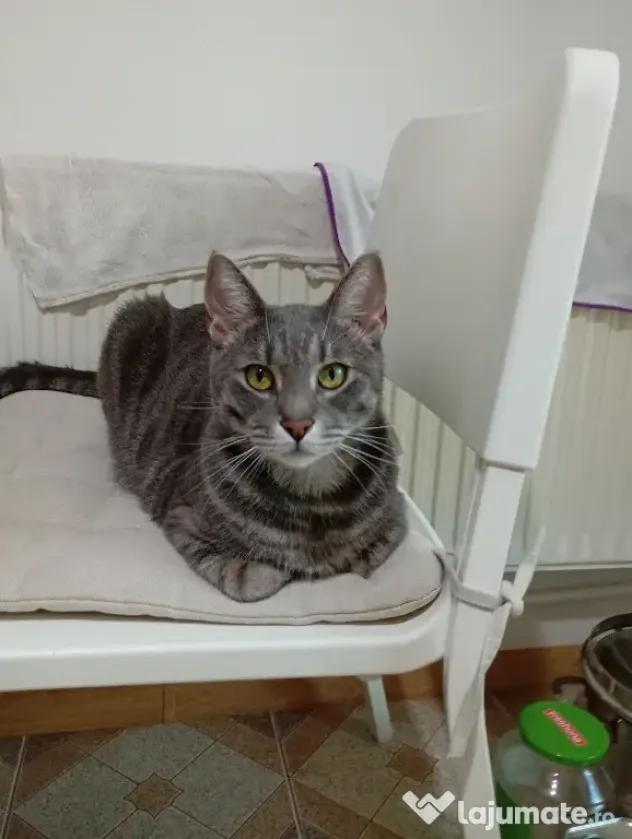 Donez spre adopție doua pisici un mascul și o femela sterilizate și vaccinate