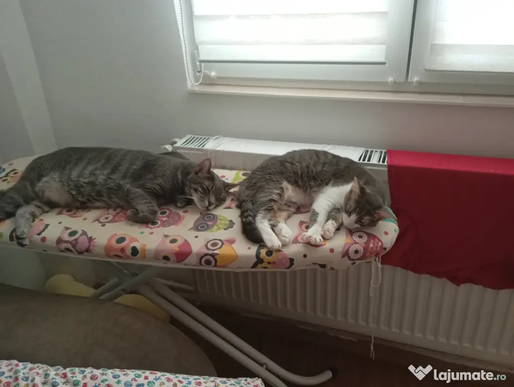Donez spre adopție doua pisici un mascul și o femela sterilizate și vaccinate