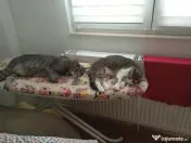 Donez spre adopție doua pisici un mascul și o femela sterilizate și vaccinate