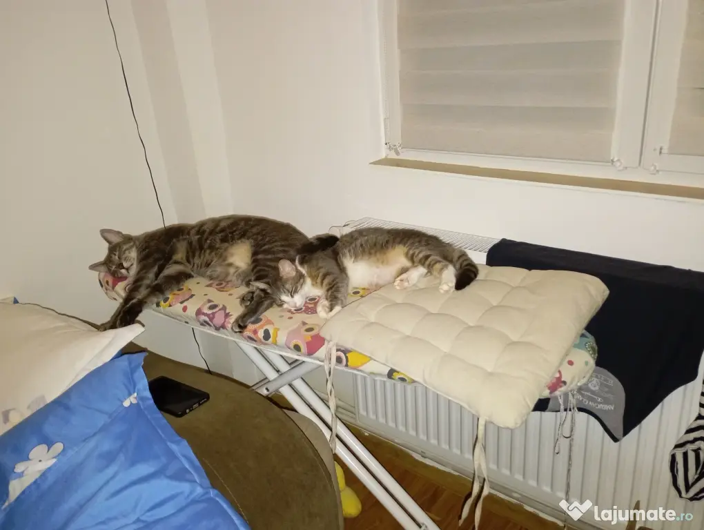 Donez spre adopție doua pisici un mascul și o femela sterilizate și vaccinate