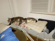 Donez spre adopție doua pisici un mascul și o femela sterilizate și vaccinate