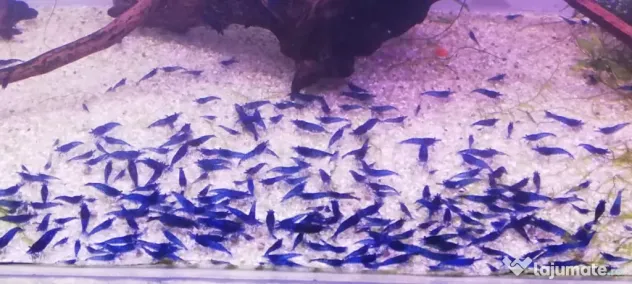 Vietuitoare apa dulce(pesti,creveti,melci,plante)