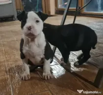 American Staffordshire Terrier (Amstaff)