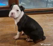 American Staffordshire Terrier (Amstaff)