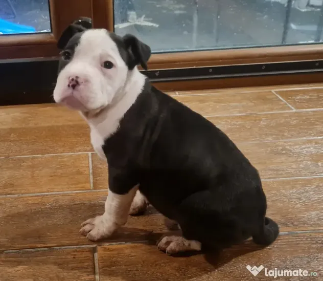 American Staffordshire Terrier (Amstaff)