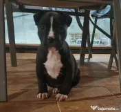 American Staffordshire Terrier (Amstaff)