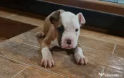 American Staffordshire Terrier (Amstaff)