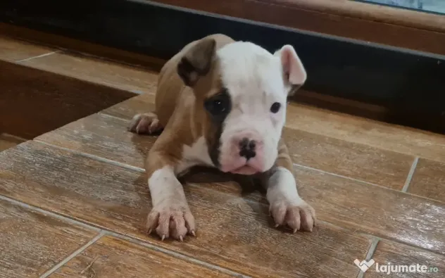 American Staffordshire Terrier (Amstaff)