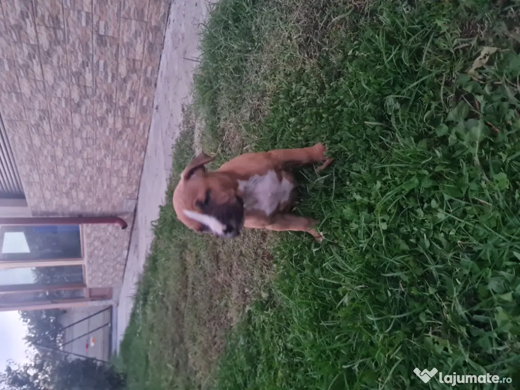 American Staffordshire Terrier (Amstaff)