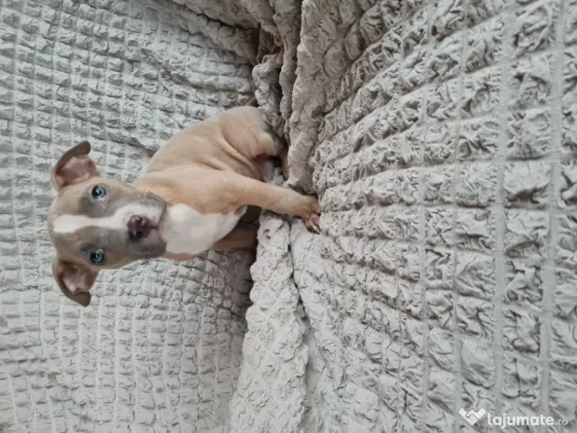 American Staffordshire Terrier (Amstaff)