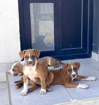 Amstaff cu pedigree