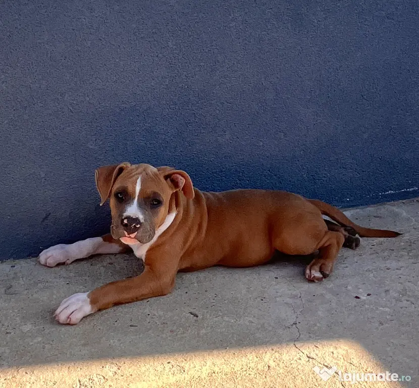 Amstaff cu pedigree