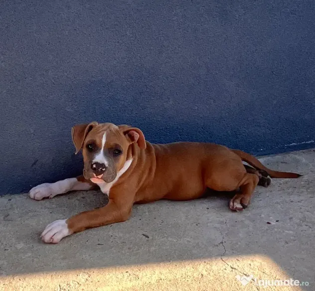 Amstaff cu pedigree