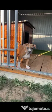 Amstaff cu pedigree 
