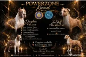 Amstaff cu pedigree 