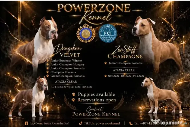 Amstaff cu pedigree