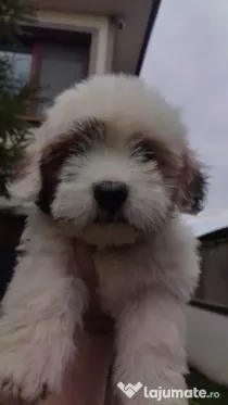 Căței Barac Pufosi 3 luni