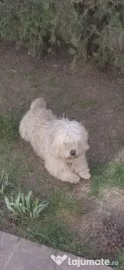 Căței Barac Pufosi 3 luni 