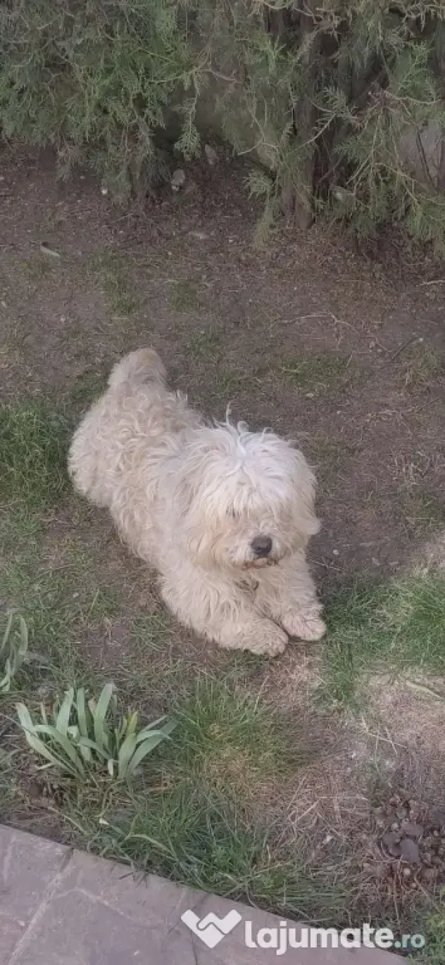 Căței Barac Pufosi 3 luni
