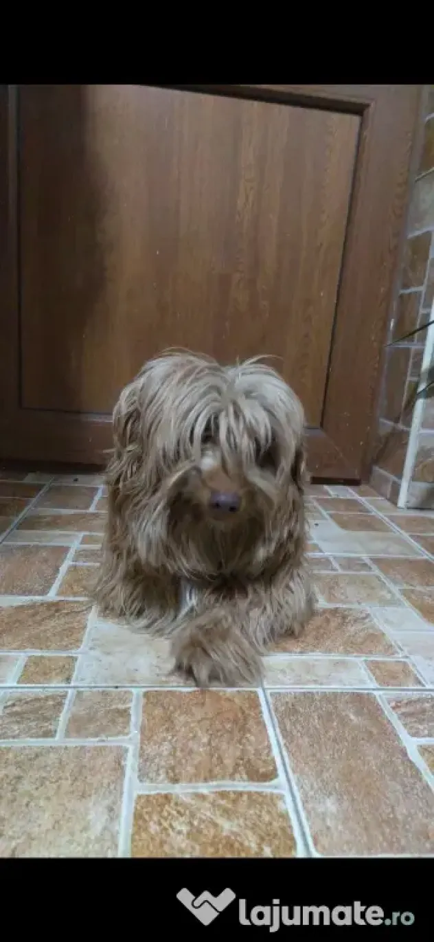 Căței Barac Pufosi 3 luni