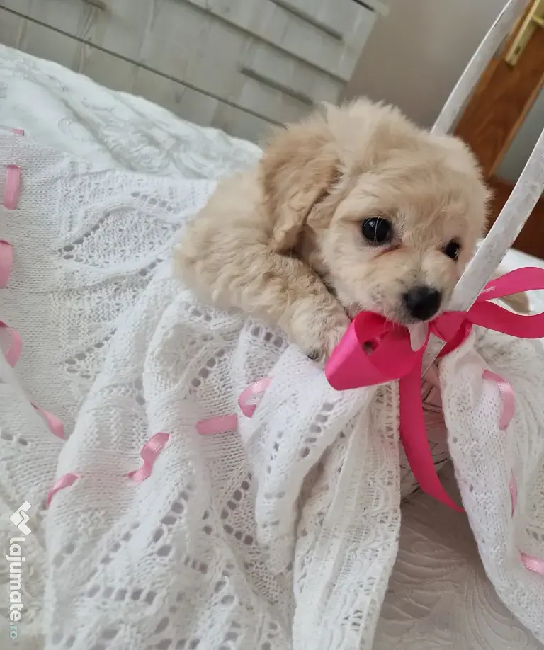 Maltipoo 7 săptămâni