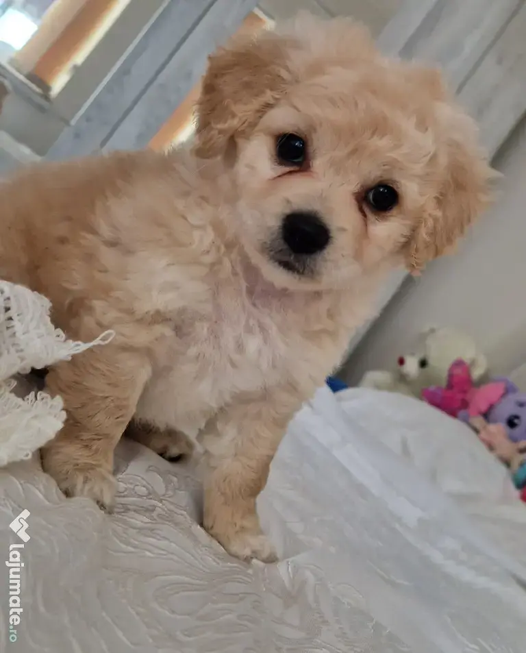 Maltipoo 7 săptămâni