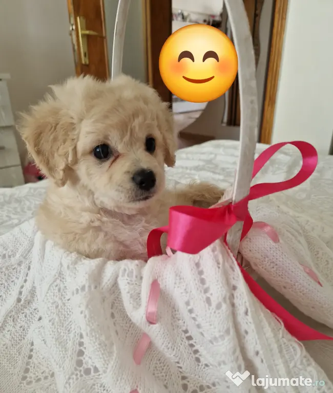Maltipoo 7 săptămâni