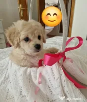 Maltipoo 7 săptămâni 