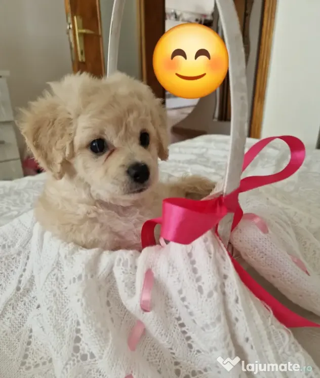 Maltipoo 7 săptămâni