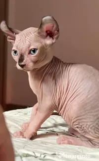 Puiuți Canadian Sphynx disponibili – pedigree WCF