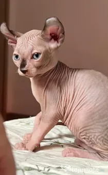 Puiuți Canadian Sphynx disponibili – pedigree WCF