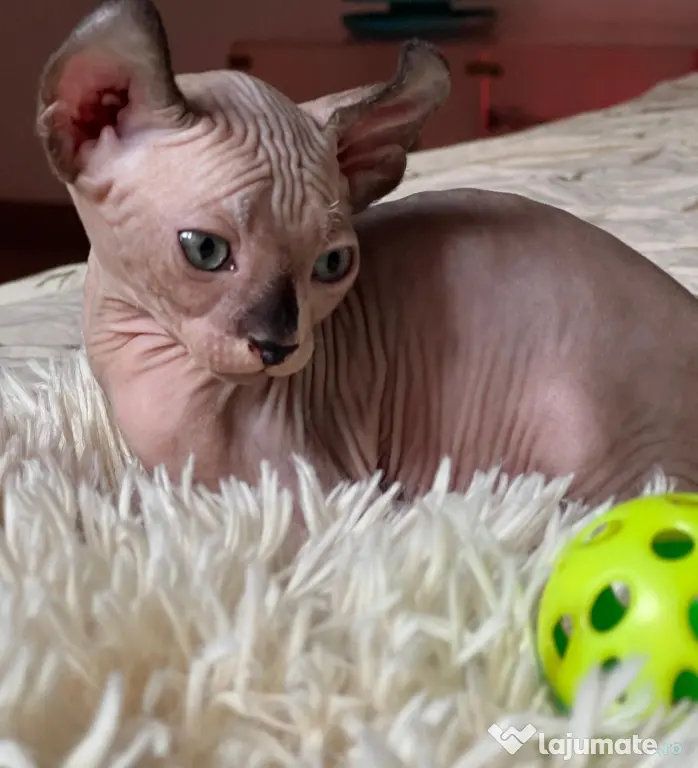 Puiuți Canadian Sphynx disponibili – pedigree WCF
